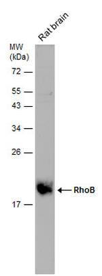 RhoB Antibody in Western Blot (WB)