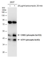 Phospho-ATF1 (Ser63) Antibody in Western Blot (WB)