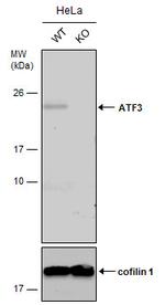 ATF3 Antibody in Western Blot (WB)