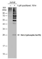 Phospho-Bcl-2 (Ser70) Antibody in Western Blot (WB)
