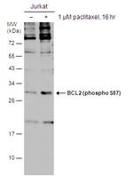 Phospho-Bcl-2 (Ser87) Antibody in Western Blot (WB)