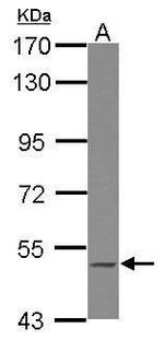 BLK Polyclonal Antibody