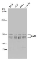 PARG Polyclonal Antibody