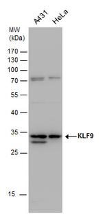 KLF9 Polyclonal Antibody