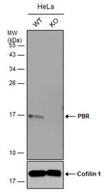 TSPO Antibody in Western Blot (WB)