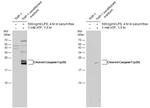 Caspase 1 (cleaved Asp297) Antibody in Western Blot (WB)