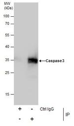 Caspase 3 Antibody in Immunoprecipitation (IP)