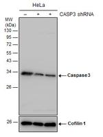 Caspase 3 Antibody in Western Blot (WB)