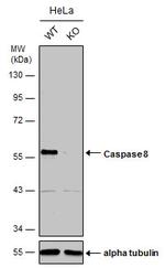 Caspase 8 Antibody in Western Blot (WB)