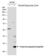 Caspase 9 (Cleaved Asp330) Polyclonal Antibody