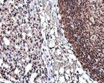 Cyclin D3 Antibody in Immunohistochemistry (Paraffin) (IHC (P))