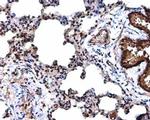 Cyclin D3 Antibody in Immunohistochemistry (Paraffin) (IHC (P))