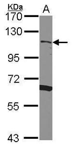 CD34 Antibody in Western Blot (WB)