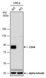 CD44 Antibody in Western Blot (WB)