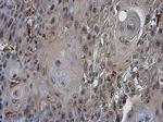 Cdc6 Antibody in Immunohistochemistry (Paraffin) (IHC (P))