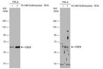 Cdc6 Antibody in Western Blot (WB)