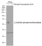 Phospho-Cdc25C (Ser216) Antibody in Western Blot (WB)