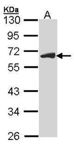 Cdc25C Antibody in Western Blot (WB)