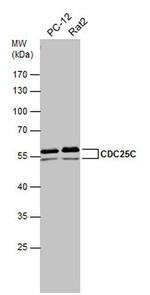 Cdc25C Antibody in Western Blot (WB)