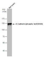 Phospho-E-cadherin (Ser838, Ser840) Antibody in Western Blot (WB)