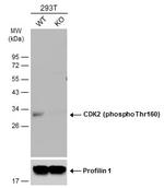 Phospho-CDK2 (Thr160) Antibody in Western Blot (WB)