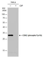 Phospho-CDK2 (Tyr15) Polyclonal Antibody