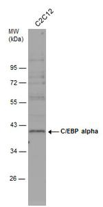 C/EBP alpha Antibody in Western Blot (WB)