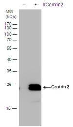 Centrin 2 Polyclonal Antibody