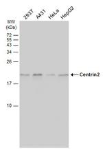 Centrin 2 Antibody in Western Blot (WB)