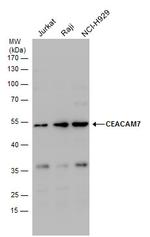 CEACAM7 Polyclonal Antibody