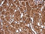CHD3 Antibody in Immunohistochemistry (Paraffin) (IHC (P))