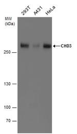 CHD3 Antibody in Western Blot (WB)