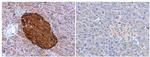 Chromogranin A Polyclonal Antibody