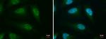 CLK3 Polyclonal Antibody