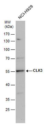 CLK3 Antibody in Western Blot (WB)