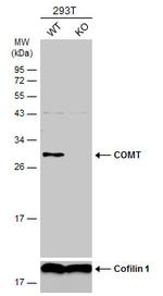 COMT Antibody in Western Blot (WB)