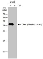 Phospho-CrkL (Tyr207) Polyclonal Antibody