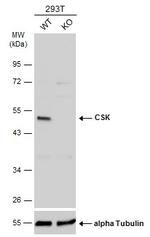 CSK Antibody in Western Blot (WB)
