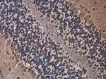 Cystatin B Antibody in Immunohistochemistry (Paraffin) (IHC (P))