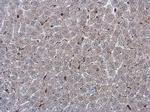 NOX2 Polyclonal Antibody