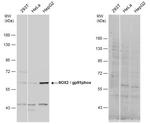 NOX2 Antibody in Western Blot (WB)