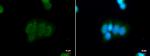 BRINP1 Polyclonal Antibody