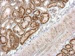 BRINP1 Antibody in Immunohistochemistry (Paraffin) (IHC (P))