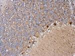 BRINP1 Antibody in Immunohistochemistry (Paraffin) (IHC (P))