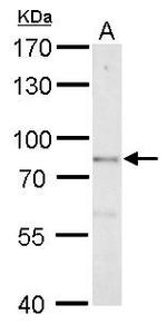 BRINP1 Antibody in Western Blot (WB)