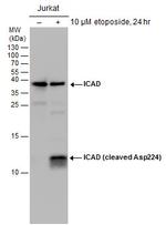 ICAD (cleaved Asp224) Polyclonal Antibody
