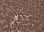 DHCR7 Antibody in Immunohistochemistry (Paraffin) (IHC (P))