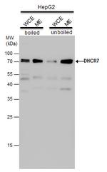 DHCR7 Antibody in Western Blot (WB)