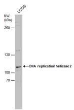 DNA2 Polyclonal Antibody