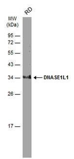 DNASE1L1 Antibody in Western Blot (WB)